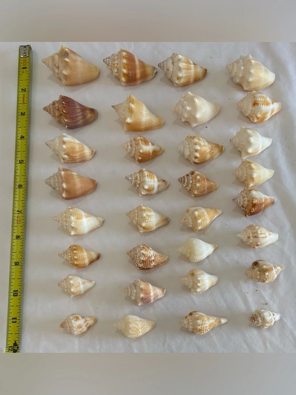 32- FLORIDA BEACH FIGHTING CONCH SHELL SMALLER SIZE JUVENILES CRAFT /COLLECTOR